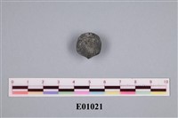 藏品(其他海蛤)的圖片